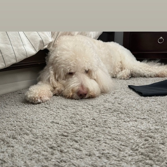 Meet your Posher, Sandy - Picture 1 of 1